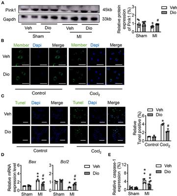 Dioscin Alleviates Cardiac Dysfunction in Acute Myocardial Infarction via Rescuing Mitochondrial Malfunction